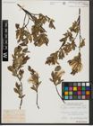 Foto von Salix waldsteiniana Willd.